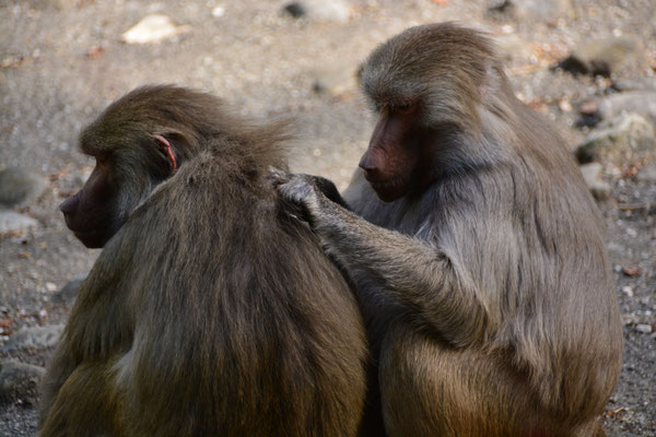 tierpark_©foto5 dw