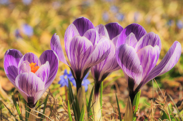 Frühling©as