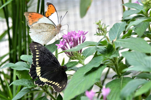 bot_garten_©dw