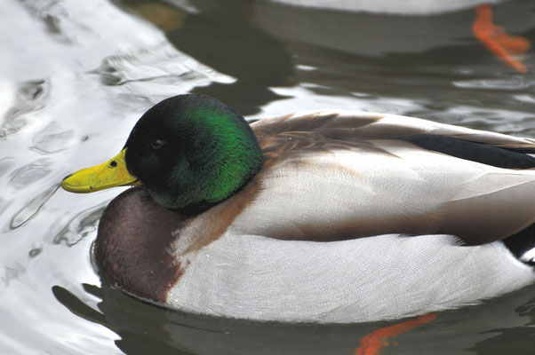 Ente©as