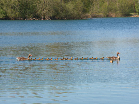 Familie Gans©as