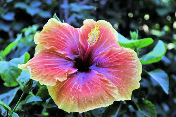 1233-1hibiscus-©as