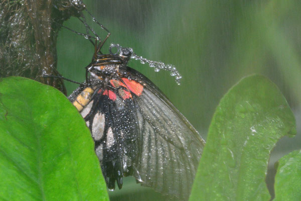 schmetterling_©dw