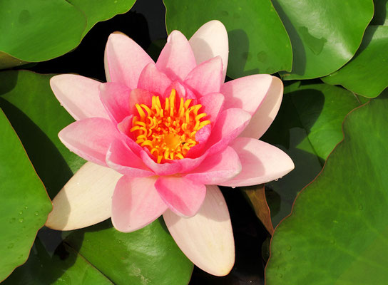 2348Seerose-©as