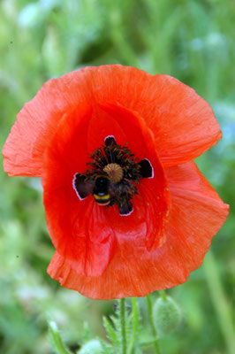 DSC_1867_Mohnblüte_©hn
