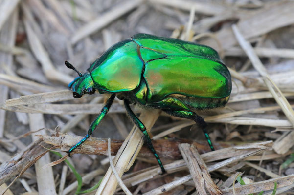 Großer Rosenkäfer( Protaetia aeruginosa)    RL1