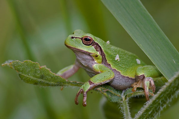 Laubfrosch(Hyla arborea)         RL3,FFH Anhang 4