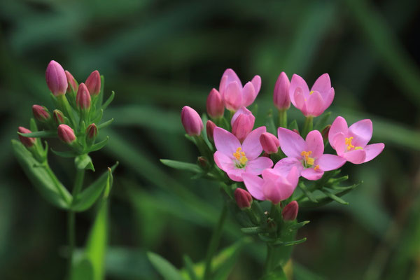  Echtes Tausendgüldenkraut  (Centaurium erythraea)