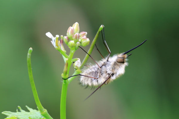 Großer Wollschweber (Bombylius major)