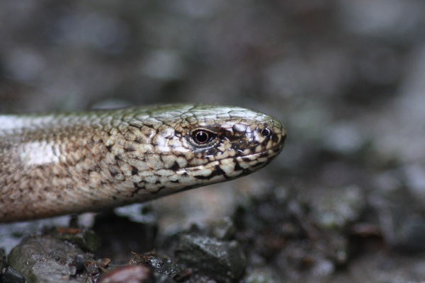 Blindschleiche (Anguis fragilis)