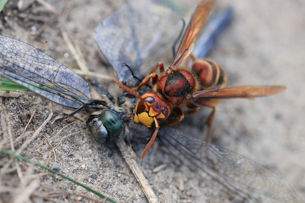 Hornisse (Vespa crabro) überwältigt Großen Blaupfeil (Orthetrum cancellatum)