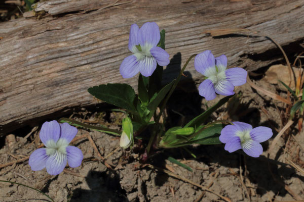 Hohes Veilchen(Viola elatior)   RL2