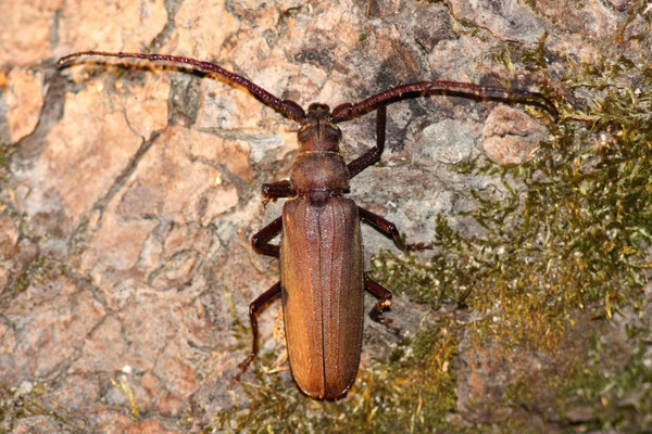 Körnerbock (Aegosoma scabricorne)      RL1, Verantwortungsart BW