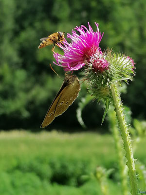 Ein ganz besonderer Schnappschuss von unserer Diana aus dem Roggental, Juli 2020