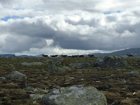 Jotunheimen Nationalpark