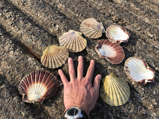 Der ganze Strand voller riesiger Muscheln!
