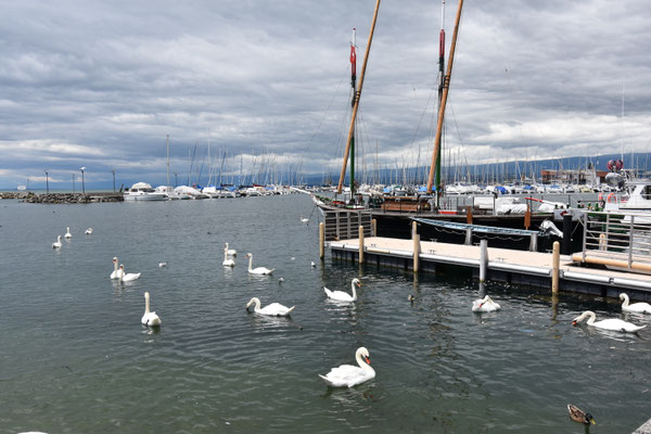 Genfer See