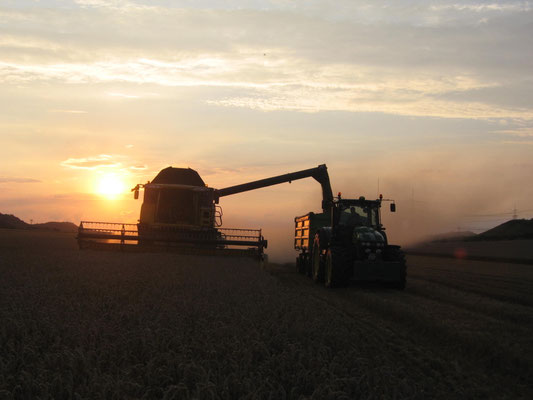 Ein Mähdrescher drescht und belädt den Anhänger eines Traktors bei Abendsonne auf einem Feld