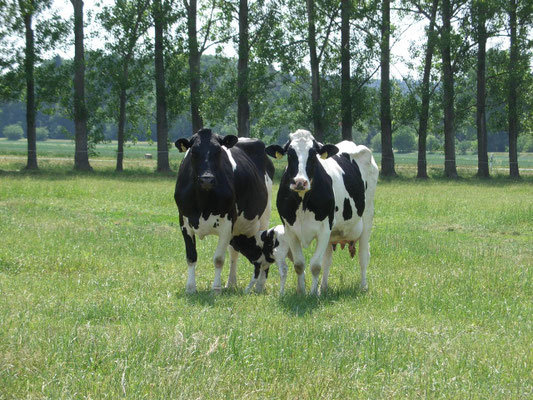 Zwei Kühe stehen auf einer Wiese. Ein Kalb trinkt an einem Euter