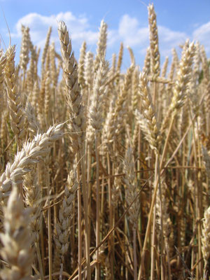 Eine Nahaufnahme von Getreide auf dem Feld