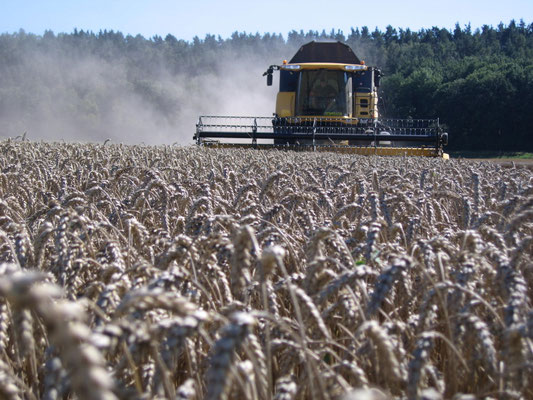 Ein Mähdrescher auf einem Feld