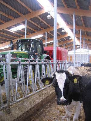 Ein Traktor im Kuhstall und eine Kuh steht im Vordergrund