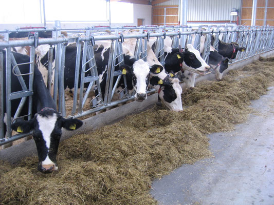 Mehrere Kühe stehen im Stall und fressen