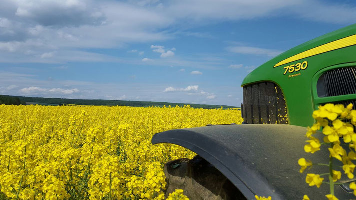Ein Traktor 7530 Premium auf einem Rapsfeld mit Panoramablick
