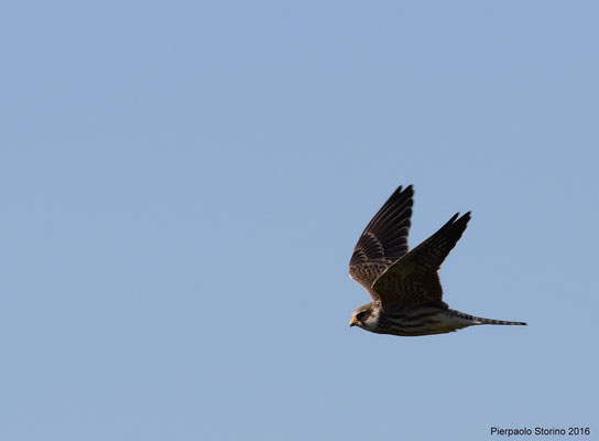 Falco vespertinus