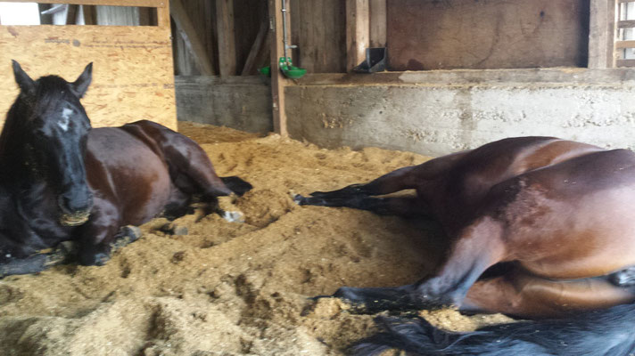 Chill in the barn ...