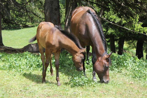 Alpine summer pasture, 2014