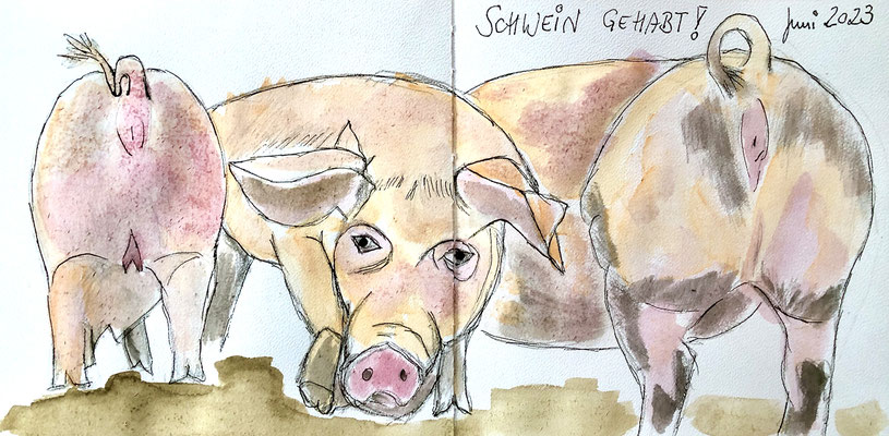 "Schwein gehabt!" drawing in my sketchbook, aquarel, June 2023