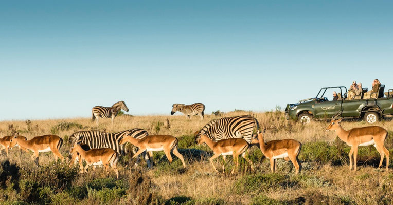 Safari Retreat mit Elela Africa