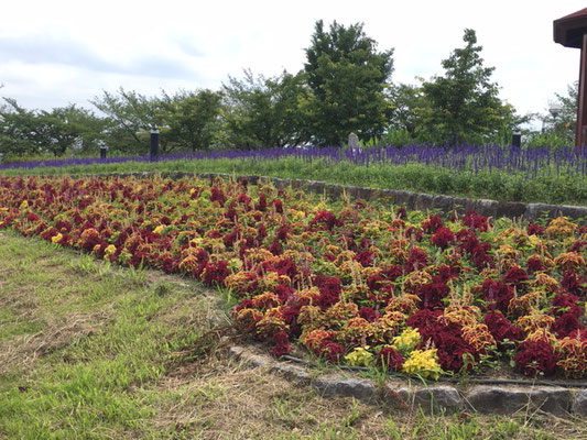 とだがわこどもランド＿植物_004