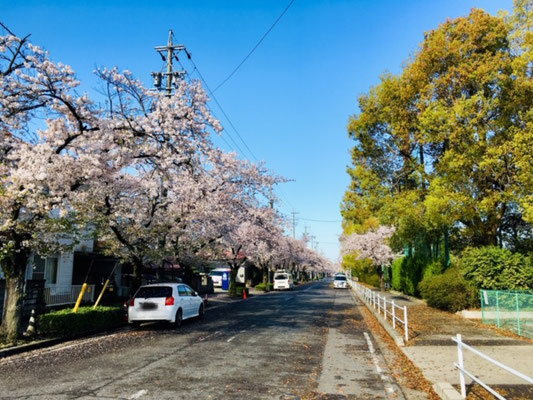 蛇池公園の桜_001