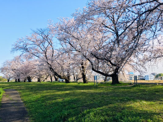 蛇池公園の桜_004