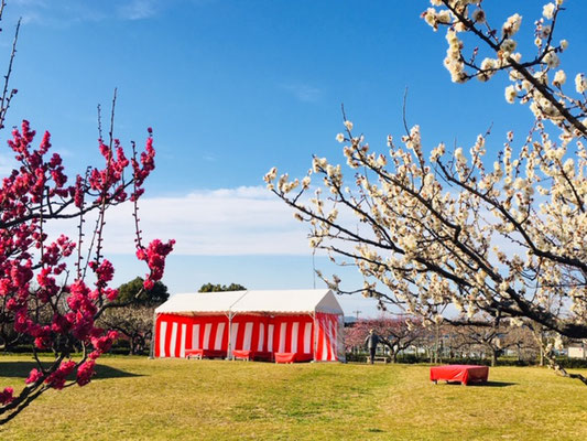 東谷山フルーツパーク＿季節の花＿004