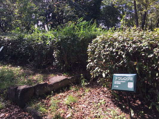 荒子川公園の花・植物_003