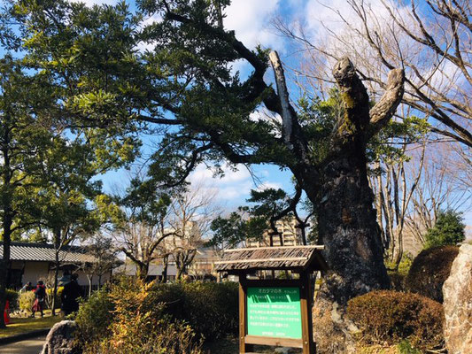 岐阜公園＿ピクニック・芝生広場＿003