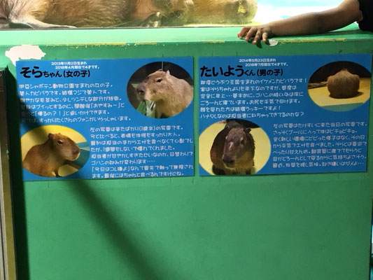 竹島水族館＿カピパラ_003