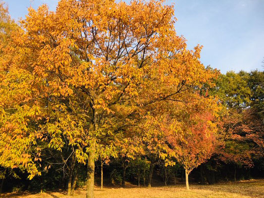 天白公園＿紅葉_002