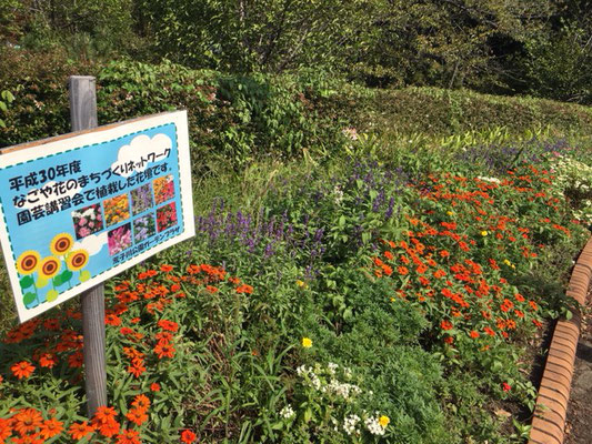 荒子川公園の花・植物_007