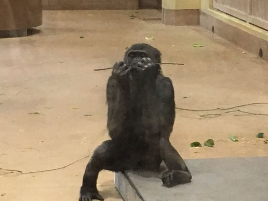 東山動植物園＿ゴリラ・チンパンジー舎_005