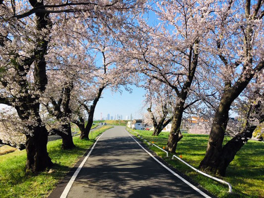 蛇池公園の桜_009