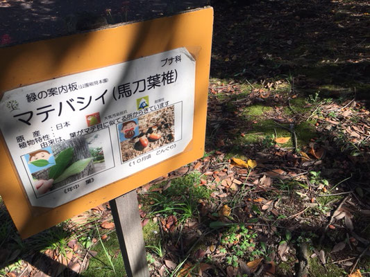 荒子川公園の花・植物_004