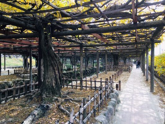 天王川公園＿季節の花・植物＿001