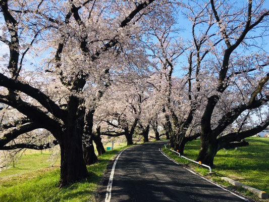 蛇池公園の桜_007