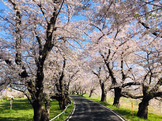 蛇池公園の桜_008