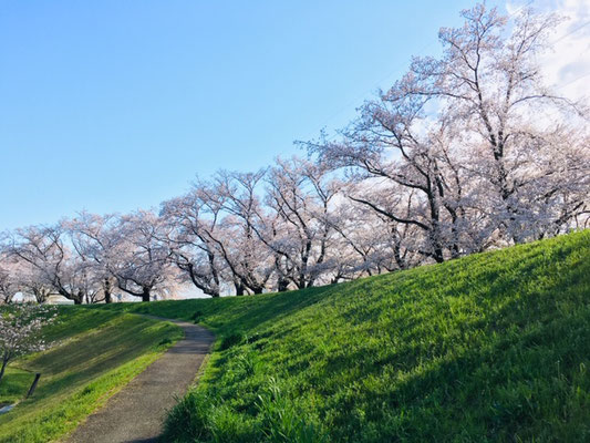 蛇池公園の桜_003