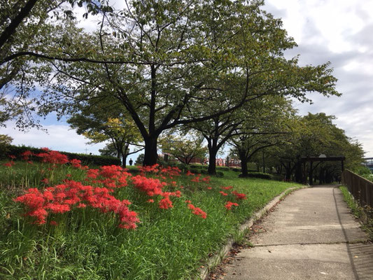 荒子川公園の花・植物_002